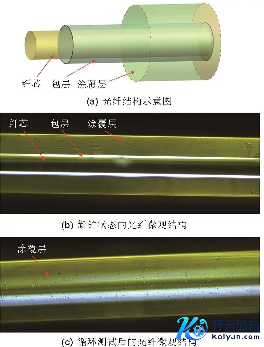 图7   光纤结构及老化前后的微不雅结构光学图片